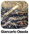 Giancarlo Ossola